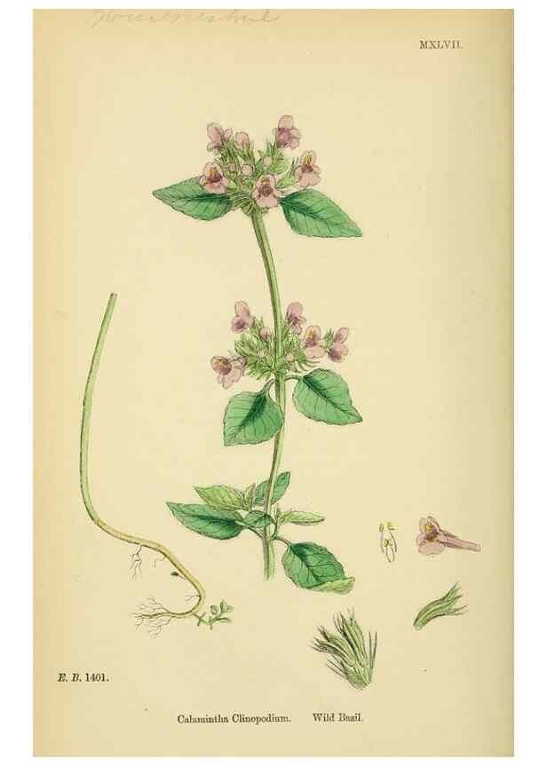 Reproducción/Reproduction 48717710523: English botany, or, Coloured figures of British plants /. London :R. Hardwicke,1863-1886.. 