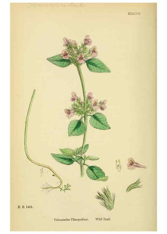 Reproducción/Reproduction 48717710523: English botany, or, Coloured figures of British plants /. London :R. Hardwicke,1863-1886.. 