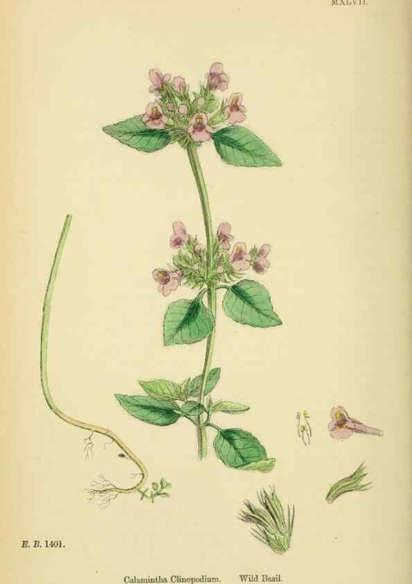 Reproducción/Reproduction 48717710523: English botany, or, Coloured figures of British plants /. London :R. Hardwicke,1863-1886.. 