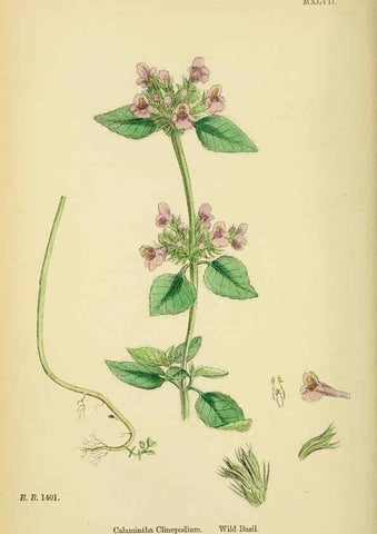 Reproducción/Reproduction 48717710523: English botany, or, Coloured figures of British plants /. London :R. Hardwicke,1863-1886.. 