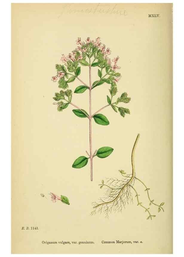 Reproducción/Reproduction 48718218452: English botany, or, Coloured figures of British plants /. London :R. Hardwicke,1863-1886.. 