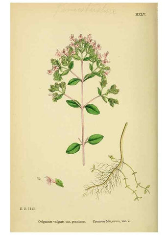 Reproducción/Reproduction 48718218452: English botany, or, Coloured figures of British plants /. London :R. Hardwicke,1863-1886.. 