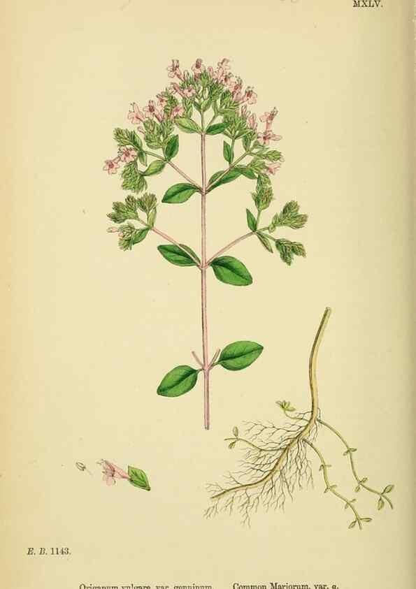 Reproducción/Reproduction 48718218452: English botany, or, Coloured figures of British plants /. London :R. Hardwicke,1863-1886.. 