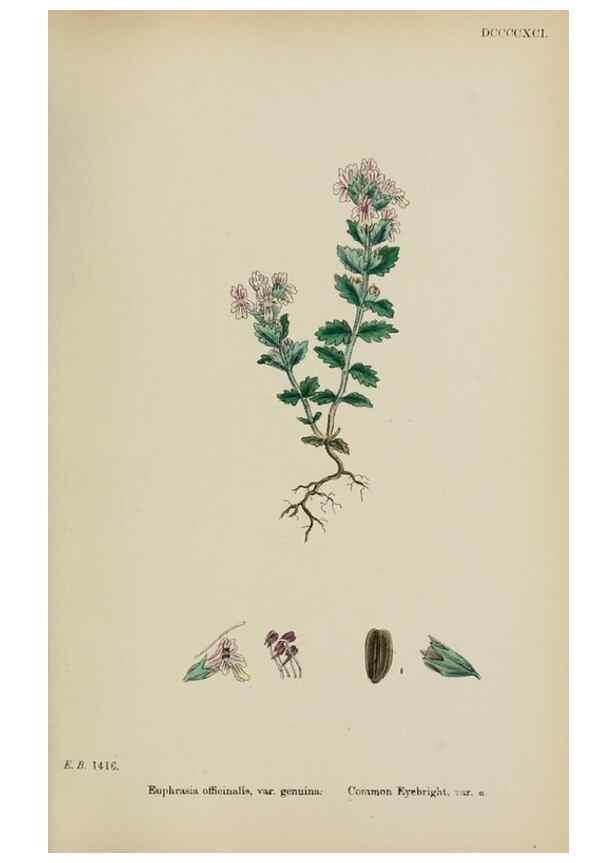 Reproducción/Reproduction 48717586508: English botany, or, Coloured figures of British plants /. London :R. Hardwicke,1863-1886.. 