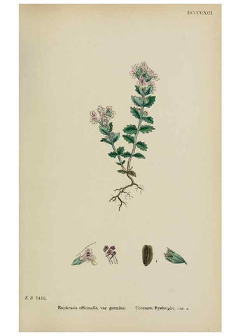 Reproducción/Reproduction 48717586508: English botany, or, Coloured figures of British plants /. London :R. Hardwicke,1863-1886.. 