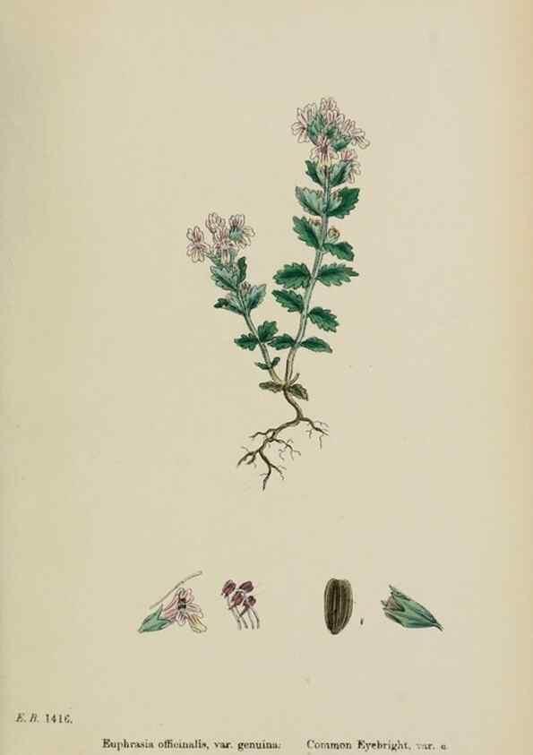 Reproducción/Reproduction 48717586508: English botany, or, Coloured figures of British plants /. London :R. Hardwicke,1863-1886.. 