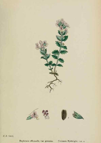 Reproducción/Reproduction 48717586508: English botany, or, Coloured figures of British plants /. London :R. Hardwicke,1863-1886.. 