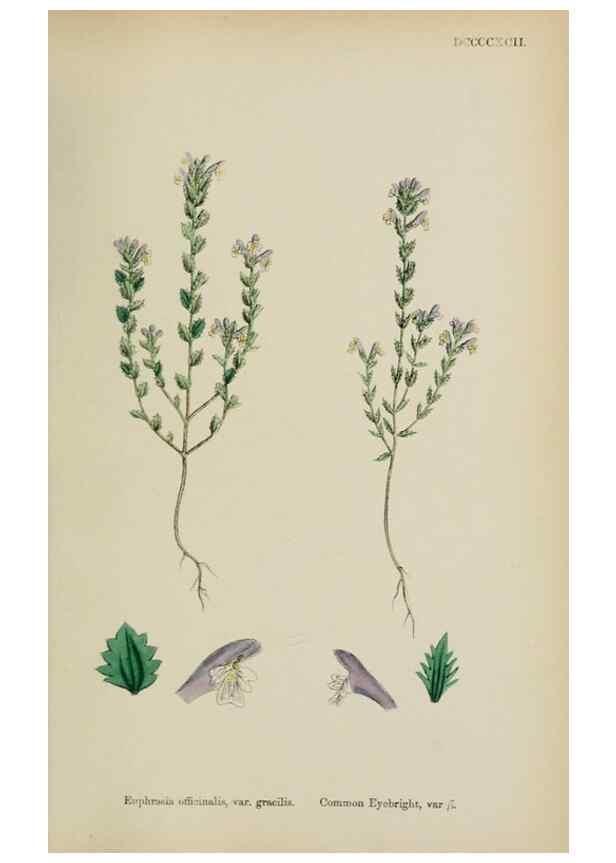 Reproducción/Reproduction 48718094527: English botany, or, Coloured figures of British plants /. London :R. Hardwicke,1863-1886.. 