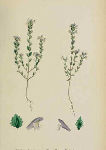 Reproducción/Reproduction 48718094527: English botany, or, Coloured figures of British plants /. London :R. Hardwicke,1863-1886.. 