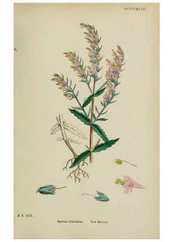 Reproducción/Reproduction 48717587193: English botany, or, Coloured figures of British plants /. London :R. Hardwicke,1863-1886.. 