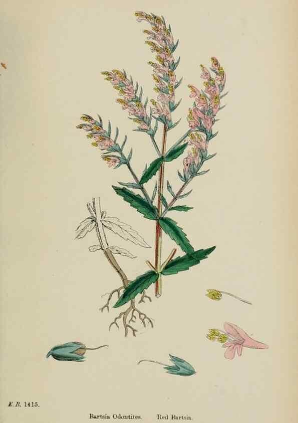 Reproducción/Reproduction 48717587193: English botany, or, Coloured figures of British plants /. London :R. Hardwicke,1863-1886.. 