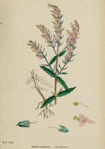 Reproducción/Reproduction 48717587193: English botany, or, Coloured figures of British plants /. London :R. Hardwicke,1863-1886.. 