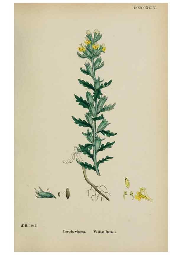 Reproducción/Reproduction 48718095122: English botany, or, Coloured figures of British plants /. London :R. Hardwicke,1863-1886.. 