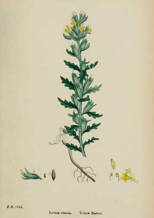 Reproducción/Reproduction 48718095122: English botany, or, Coloured figures of British plants /. London :R. Hardwicke,1863-1886.. 