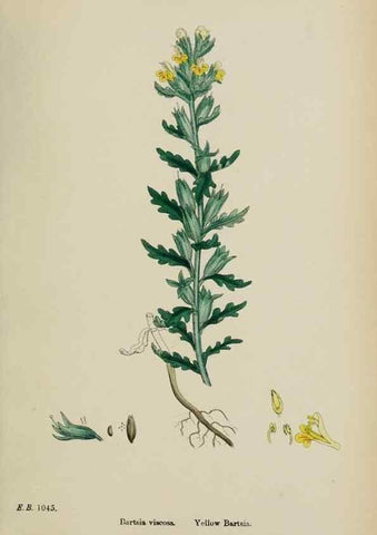 Reproducción/Reproduction 48718095122: English botany, or, Coloured figures of British plants /. London :R. Hardwicke,1863-1886.. 