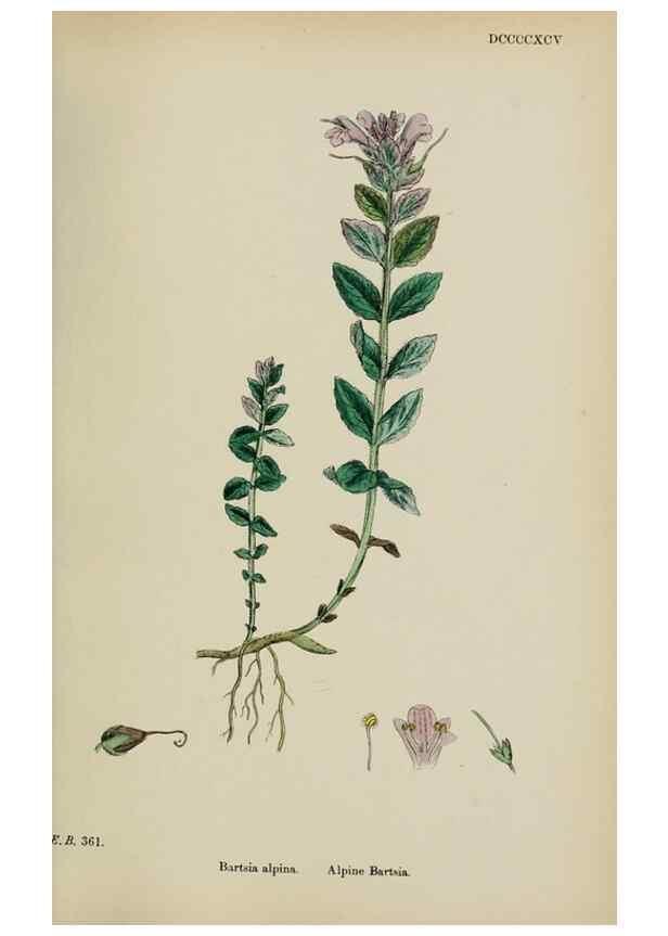 Reproducción/Reproduction 48717924486: English botany, or, Coloured figures of British plants /. London :R. Hardwicke,1863-1886.. 
