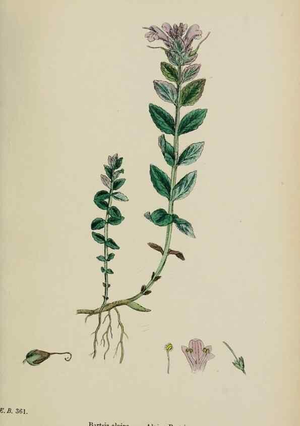 Reproducción/Reproduction 48717924486: English botany, or, Coloured figures of British plants /. London :R. Hardwicke,1863-1886.. 