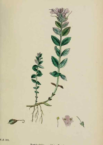 Reproducción/Reproduction 48717924486: English botany, or, Coloured figures of British plants /. London :R. Hardwicke,1863-1886.. 