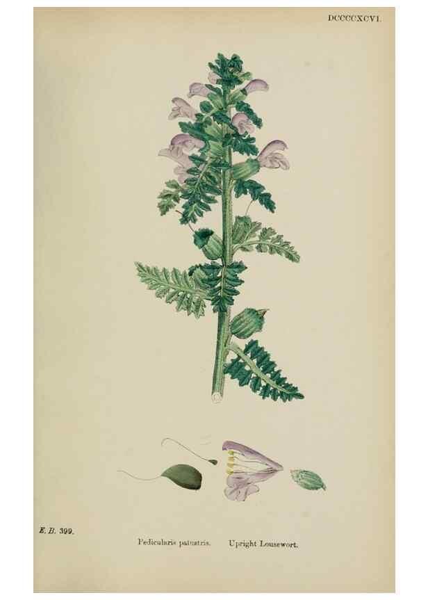 Reproducción/Reproduction 48718095662: English botany, or, Coloured figures of British plants /. London :R. Hardwicke,1863-1886.. 
