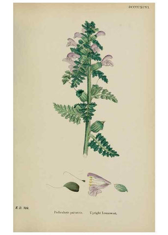 Reproducción/Reproduction 48718095662: English botany, or, Coloured figures of British plants /. London :R. Hardwicke,1863-1886.. 