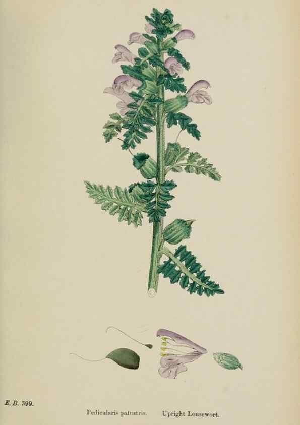 Reproducción/Reproduction 48718095662: English botany, or, Coloured figures of British plants /. London :R. Hardwicke,1863-1886.. 