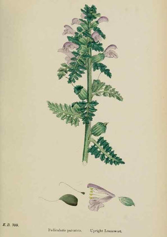 Reproducción/Reproduction 48718095662: English botany, or, Coloured figures of British plants /. London :R. Hardwicke,1863-1886.. 