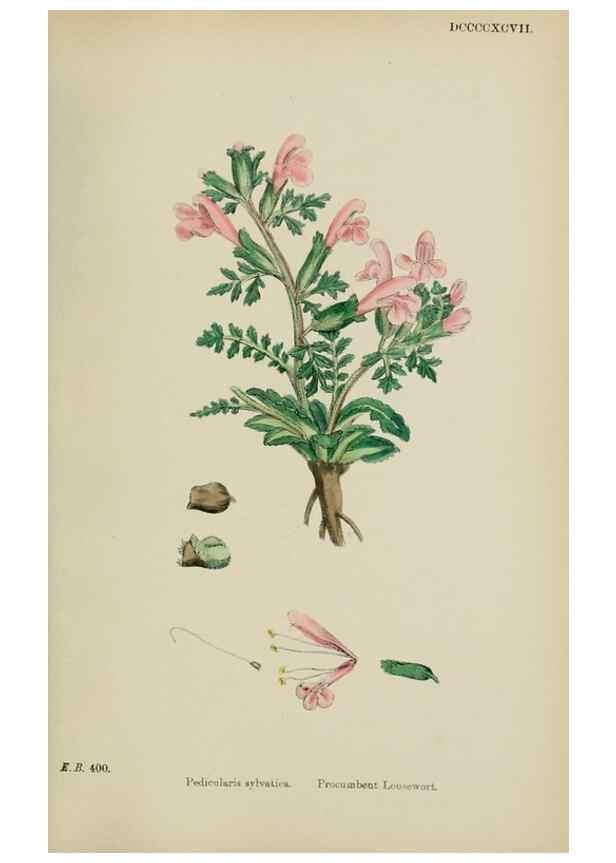 Reproducción/Reproduction 48718095897: English botany, or, Coloured figures of British plants /. London :R. Hardwicke,1863-1886.. 