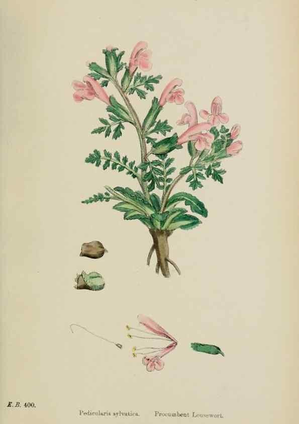 Reproducción/Reproduction 48718095897: English botany, or, Coloured figures of British plants /. London :R. Hardwicke,1863-1886.. 