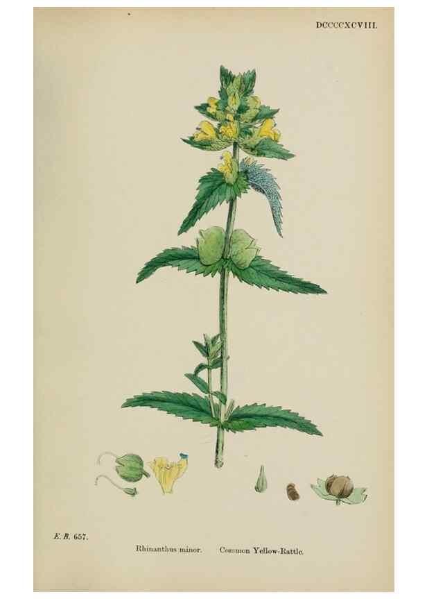 Reproducción/Reproduction 48718096222: English botany, or, Coloured figures of British plants /. London :R. Hardwicke,1863-1886.. 