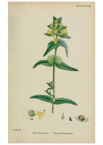 Reproducción/Reproduction 48718096222: English botany, or, Coloured figures of British plants /. London :R. Hardwicke,1863-1886.. 