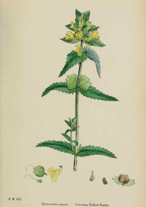 Reproducción/Reproduction 48718096222: English botany, or, Coloured figures of British plants /. London :R. Hardwicke,1863-1886.. 