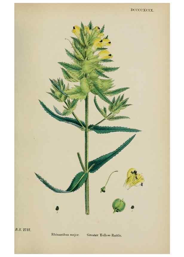 Reproducción/Reproduction 48717925786: English botany, or, Coloured figures of British plants /. London :R. Hardwicke,1863-1886.. 