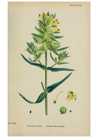 Reproducción/Reproduction 48717925786: English botany, or, Coloured figures of British plants /. London :R. Hardwicke,1863-1886.. 