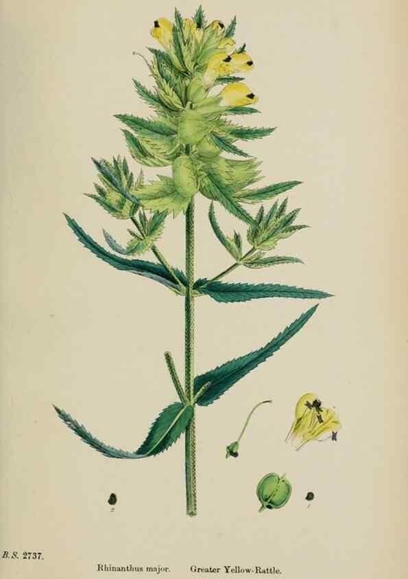 Reproducción/Reproduction 48717925786: English botany, or, Coloured figures of British plants /. London :R. Hardwicke,1863-1886.. 