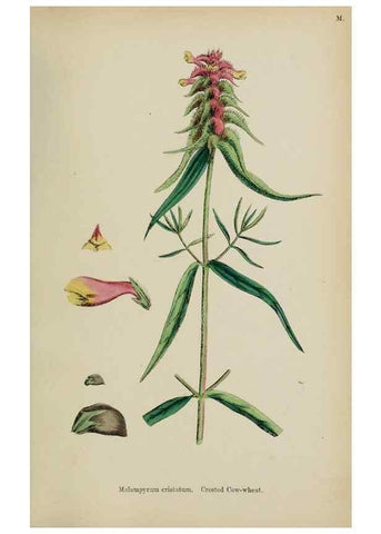 Reproducción/Reproduction 48717926086: English botany, or, Coloured figures of British plants /. London :R. Hardwicke,1863-1886.. 