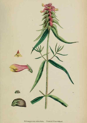 Reproducción/Reproduction 48717926086: English botany, or, Coloured figures of British plants /. London :R. Hardwicke,1863-1886.. 