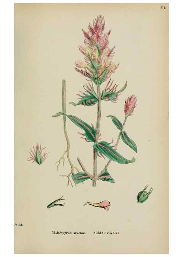 Reproducción/Reproduction 48717926406: English botany, or, Coloured figures of British plants /. London :R. Hardwicke,1863-1886.. 