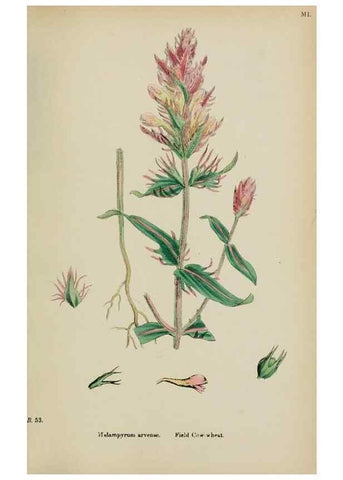 Reproducción/Reproduction 48717926406: English botany, or, Coloured figures of British plants /. London :R. Hardwicke,1863-1886.. 