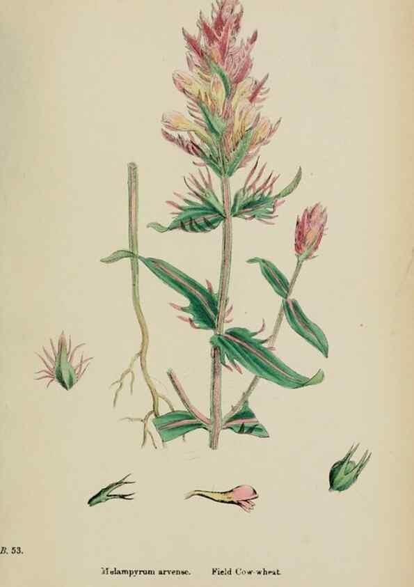 Reproducción/Reproduction 48717926406: English botany, or, Coloured figures of British plants /. London :R. Hardwicke,1863-1886.. 