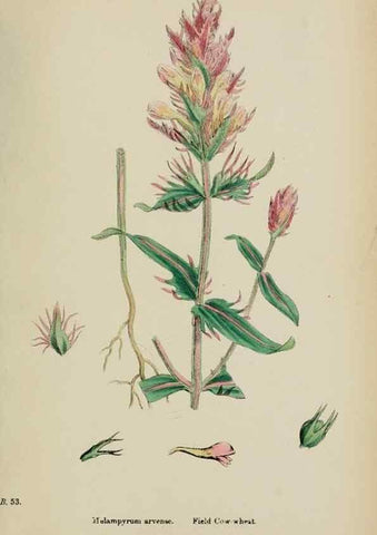 Reproducción/Reproduction 48717926406: English botany, or, Coloured figures of British plants /. London :R. Hardwicke,1863-1886.. 