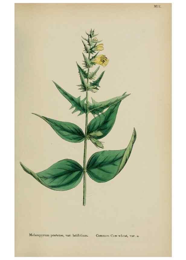 Reproducción/Reproduction 48717589913: English botany, or, Coloured figures of British plants /. London :R. Hardwicke,1863-1886.. 