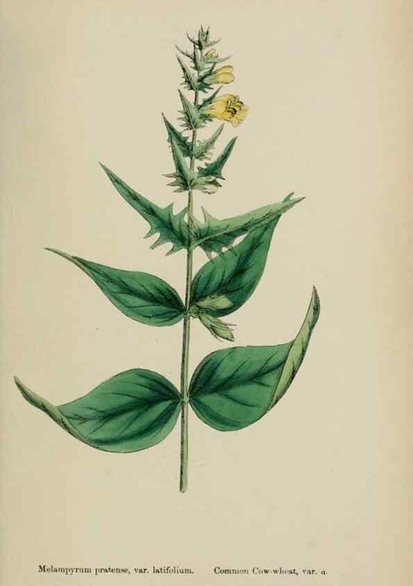 Reproducción/Reproduction 48717589913: English botany, or, Coloured figures of British plants /. London :R. Hardwicke,1863-1886.. 