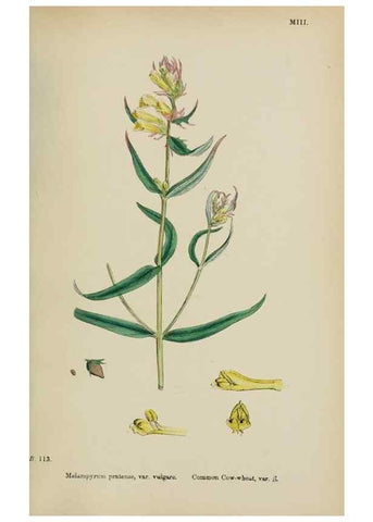 Reproducción/Reproduction 48718097717: English botany, or, Coloured figures of British plants /. London :R. Hardwicke,1863-1886.. 