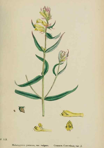 Reproducción/Reproduction 48718097717: English botany, or, Coloured figures of British plants /. London :R. Hardwicke,1863-1886.. 