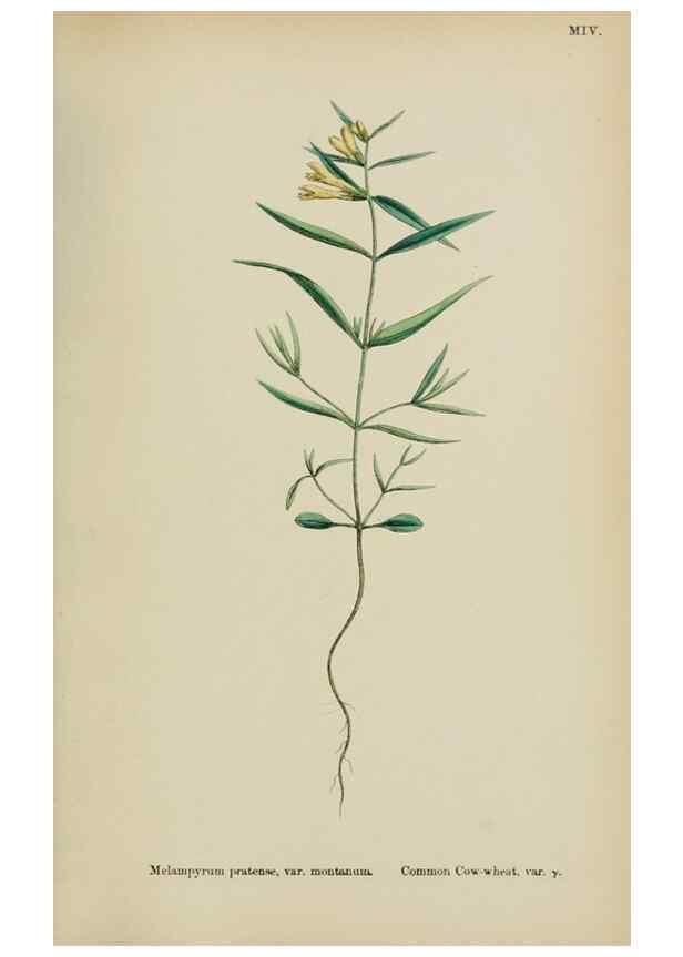 Reproducción/Reproduction 48718097912: English botany, or, Coloured figures of British plants /. London :R. Hardwicke,1863-1886.. 