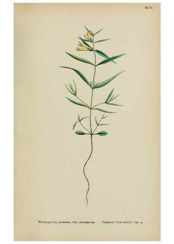 Reproducción/Reproduction 48718097912: English botany, or, Coloured figures of British plants /. London :R. Hardwicke,1863-1886.. 