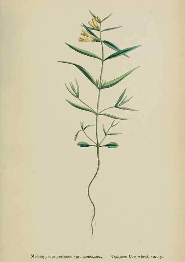 Reproducción/Reproduction 48718097912: English botany, or, Coloured figures of British plants /. London :R. Hardwicke,1863-1886.. 