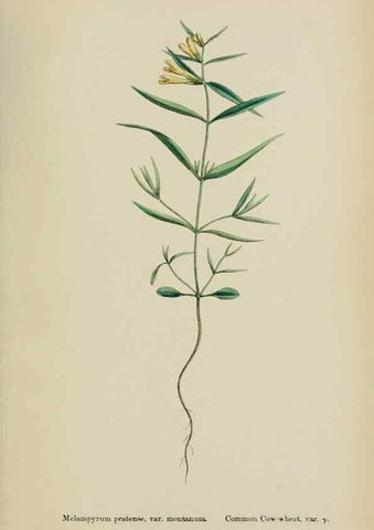 Reproducción/Reproduction 48718097912: English botany, or, Coloured figures of British plants /. London :R. Hardwicke,1863-1886.. 