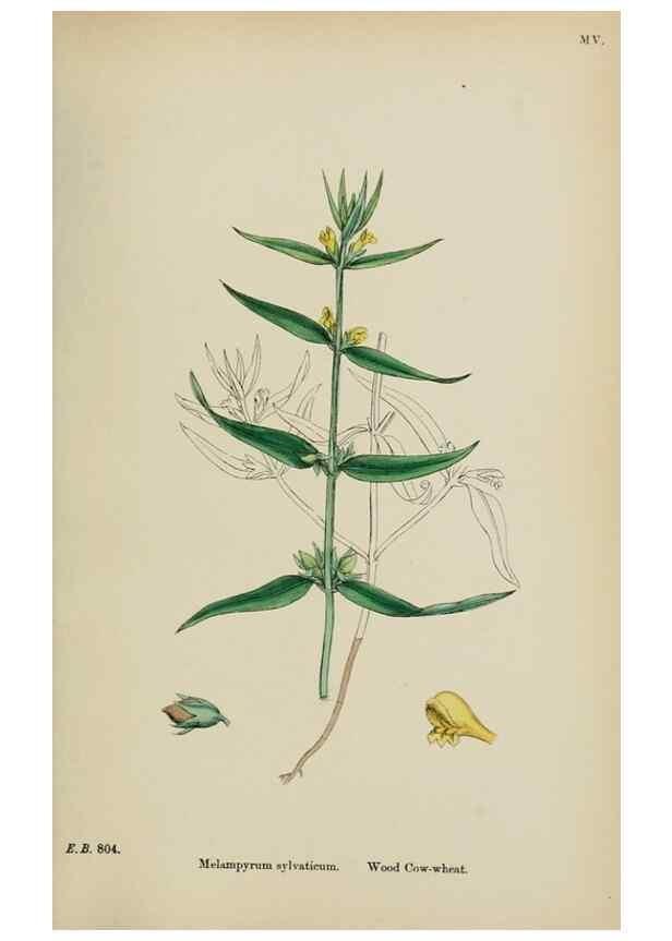 Reproducción/Reproduction 48717590743: English botany, or, Coloured figures of British plants /. London :R. Hardwicke,1863-1886.. 