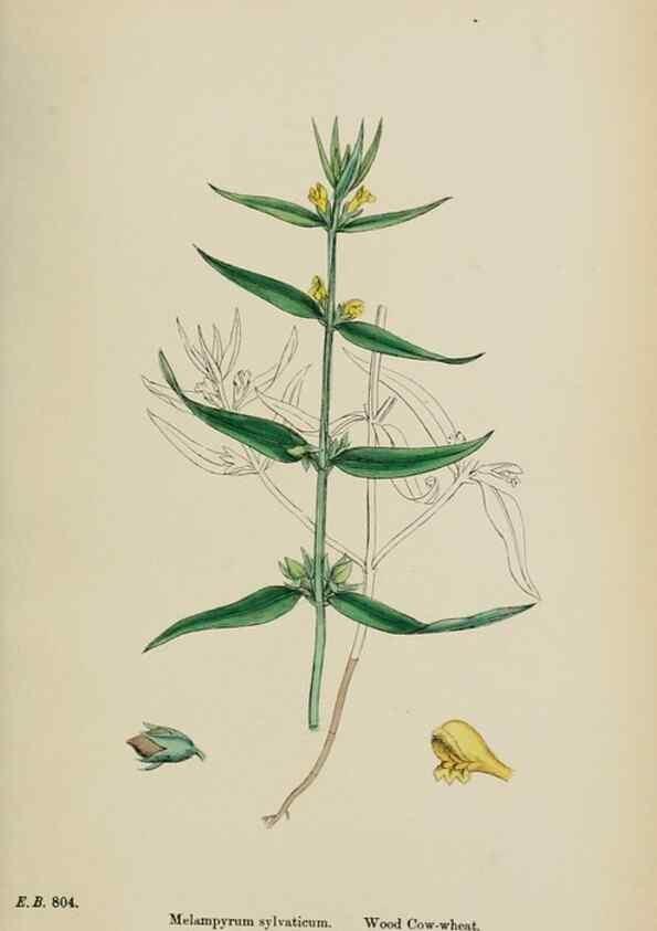 Reproducción/Reproduction 48717590743: English botany, or, Coloured figures of British plants /. London :R. Hardwicke,1863-1886.. 